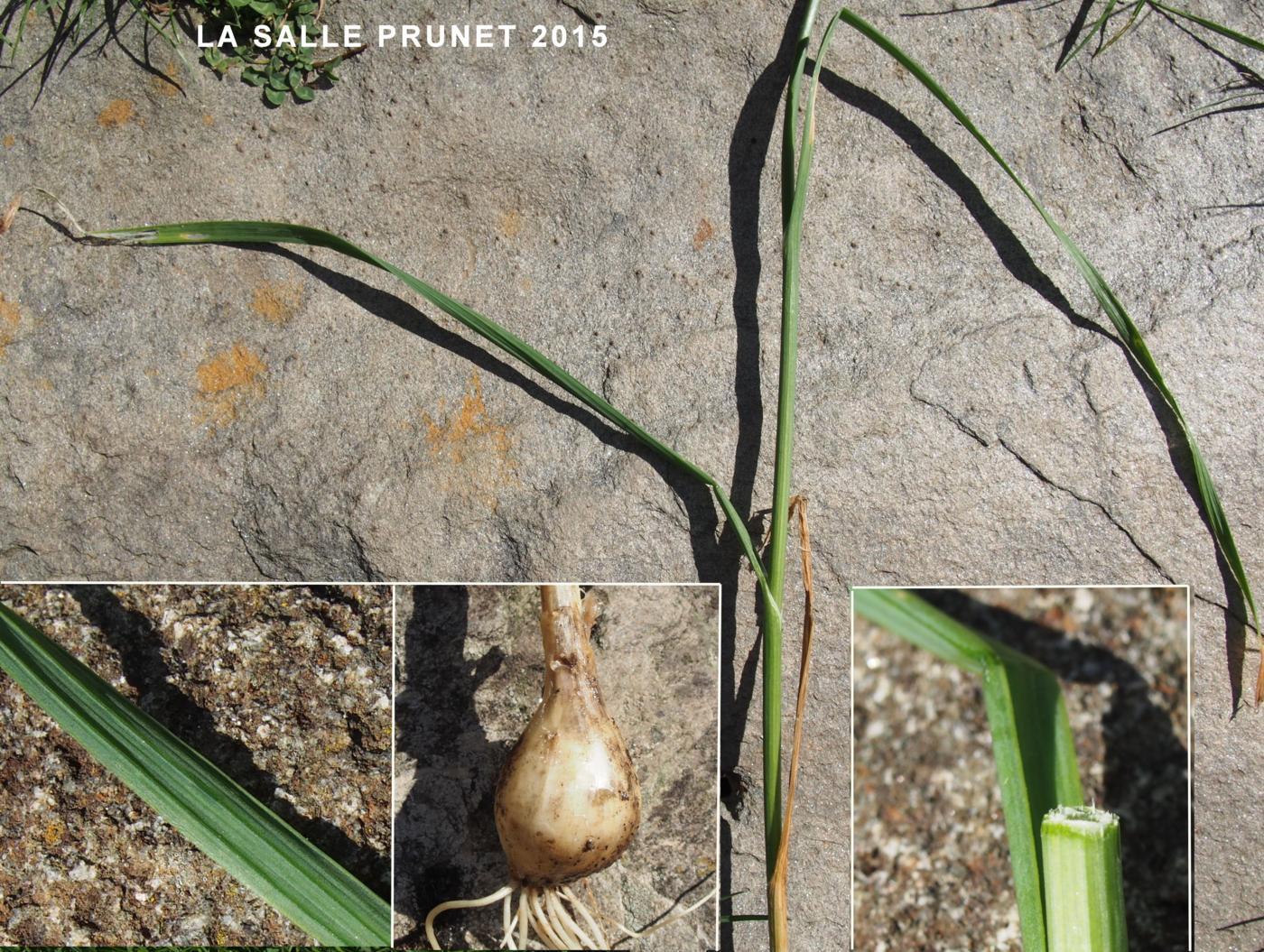 Garlic, (Flexible) leaf